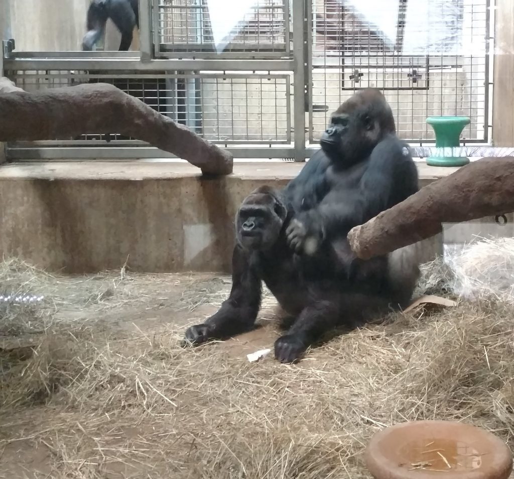 Two gorillas interact in a zoo enclosure.