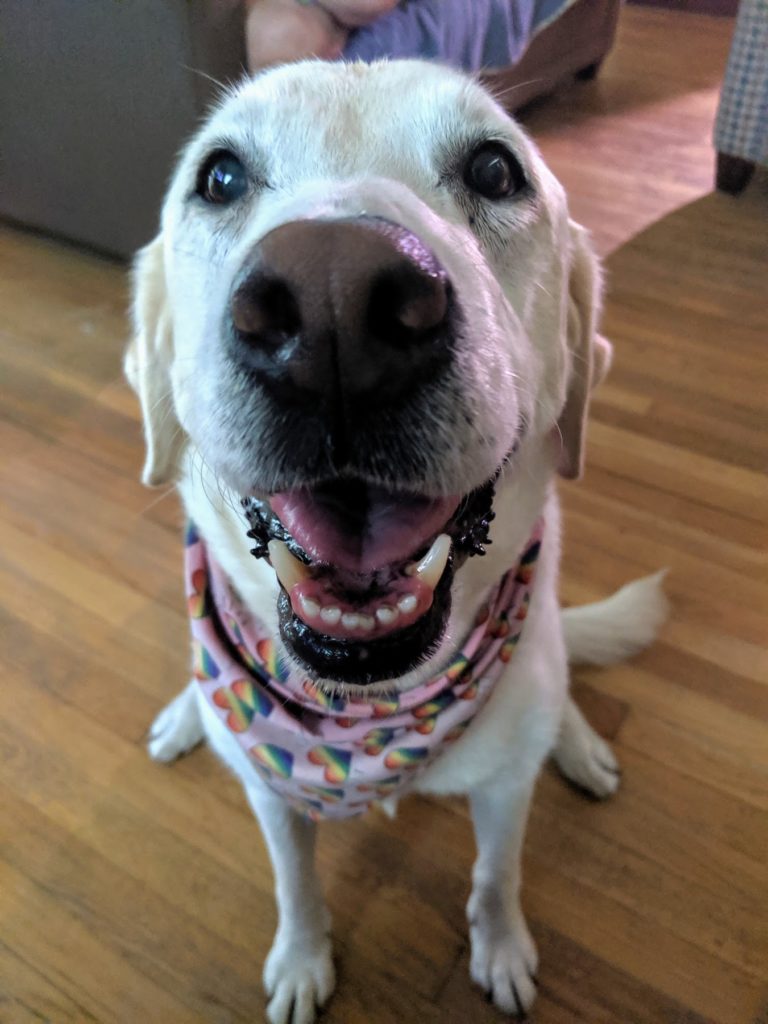 Callie, a happy dog, looks toward the camera.