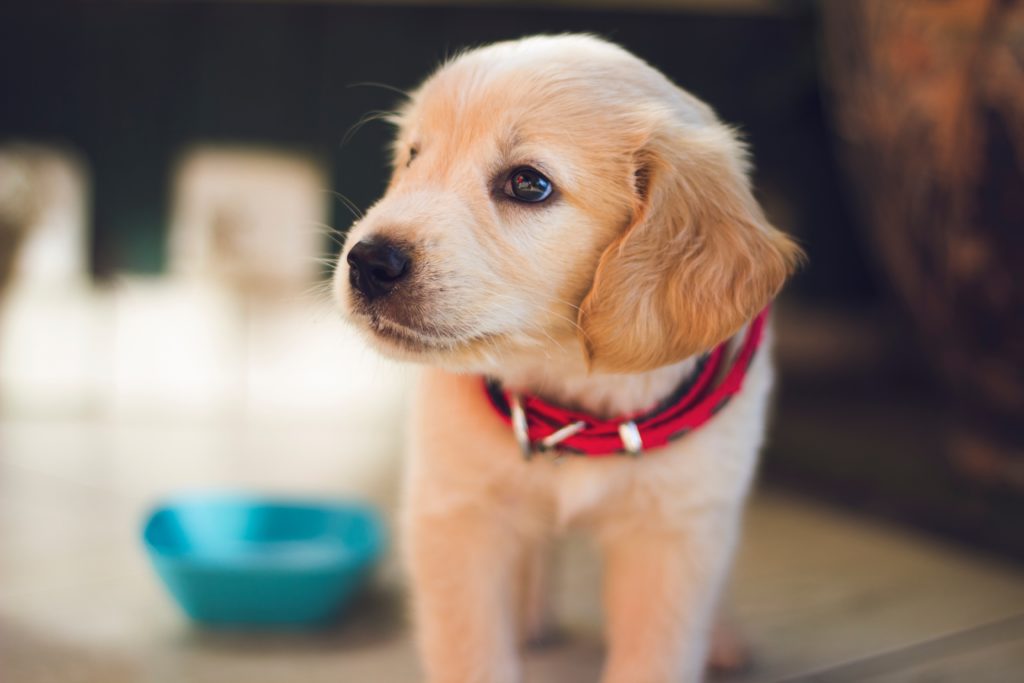 A dog looking at the camera.