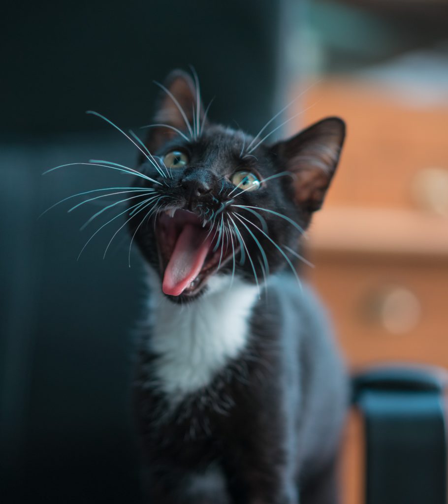 Black-and-white kitten sitting on the floor.