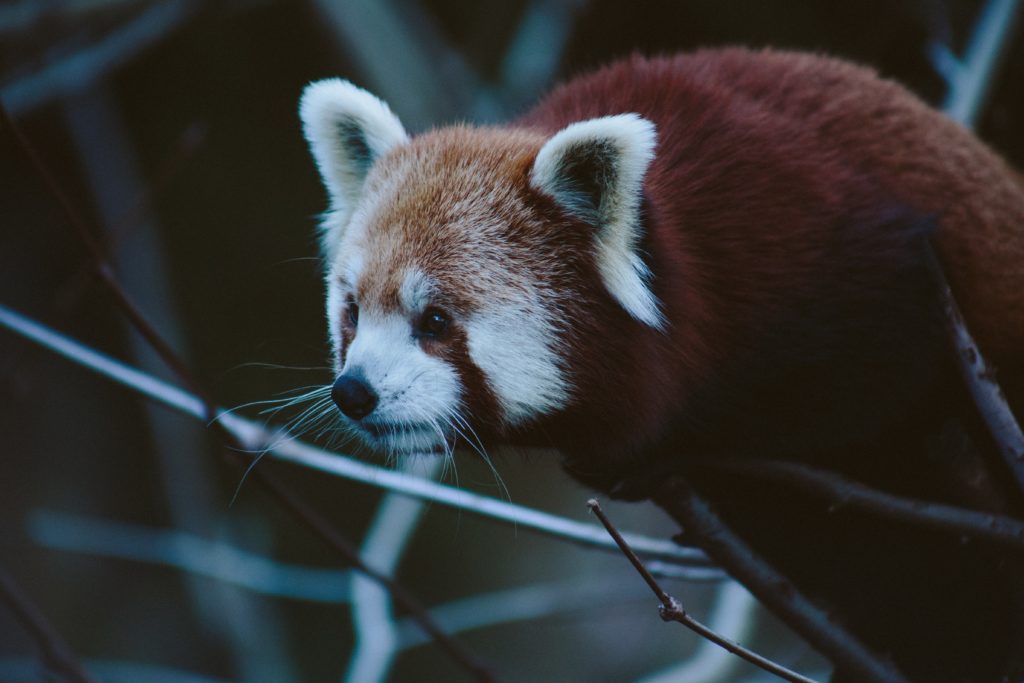 A red panda looks toward the camera.