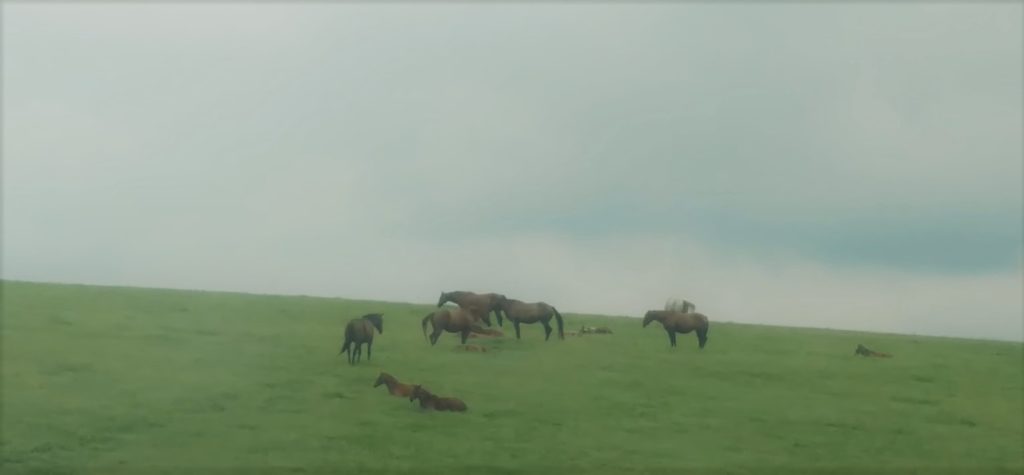 Thoroughbred horses graze in a Kentucky pasture.